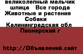 великолепный мальчик шпица - Все города Животные и растения » Собаки   . Калининградская обл.,Пионерский г.